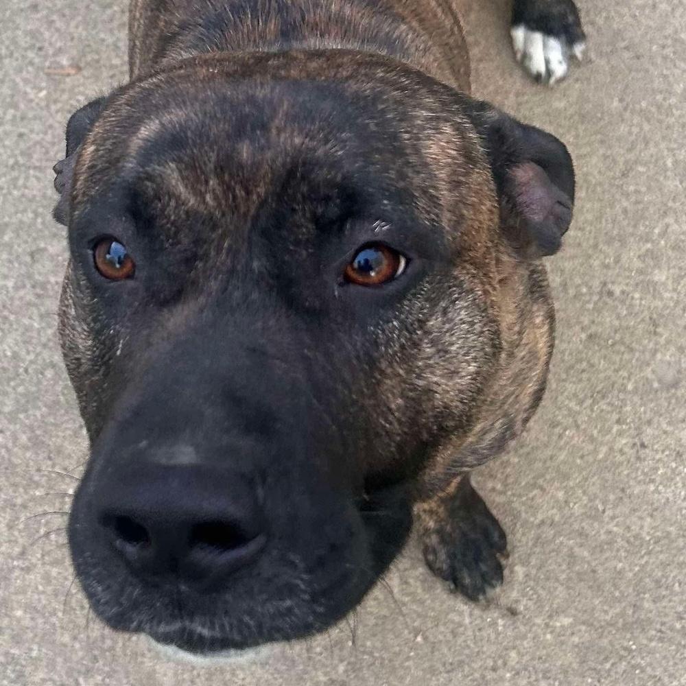 Enlarge Buford, a Adoptable mixed breed in Indianapolis, IN image 2/4