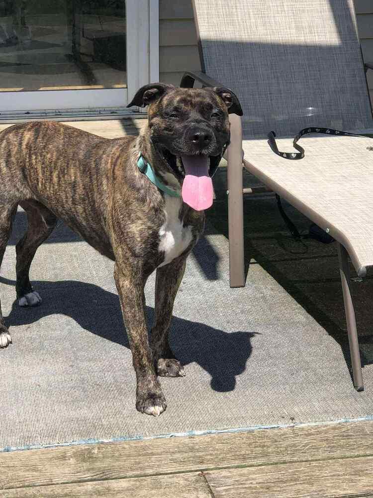 Enlarge Buford, a Adoptable mixed breed in Indianapolis, IN image 3/4