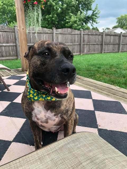 Enlarge Buford, a Adoptable mixed breed in Indianapolis, IN image 3/6