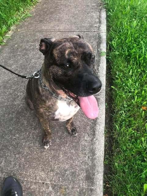 Enlarge Buford, a Adoptable mixed breed in Indianapolis, IN image 4/6