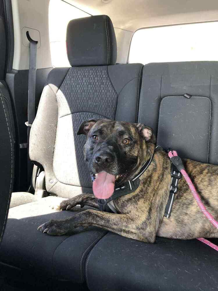 Enlarge Buford, a Adoptable mixed breed in Indianapolis, IN image 4/4