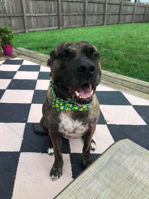 Enlarge Buford, a Adoptable mixed breed in Indianapolis, IN image 5/6
