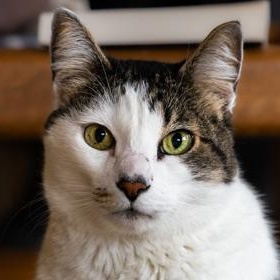 Enlarge Baby Boy (in foster), a Adoptable Domestic Medium Hair in Santa Cruz, CA image 5/5