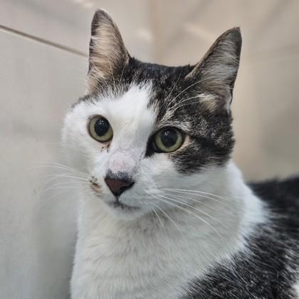 Enlarge Baby Boy (in foster), a Adoptable Domestic Medium Hair in Santa Cruz, CA image 1/2