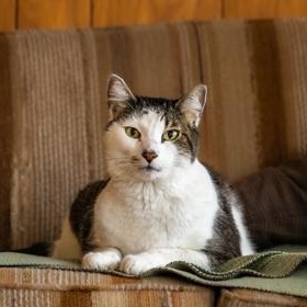 Enlarge Baby Boy (in foster), a Adoptable Domestic Medium Hair in Santa Cruz, CA image 3/5