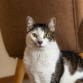 Enlarge Baby Boy (in foster), a Adoptable Domestic Medium Hair in Santa Cruz, CA image 4/5