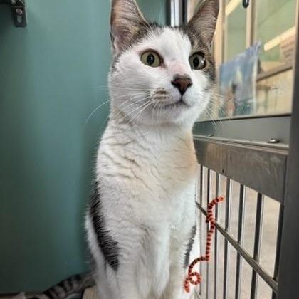 Enlarge Baby Boy (in foster), a Adoptable Domestic Medium Hair in Santa Cruz, CA image 2/2