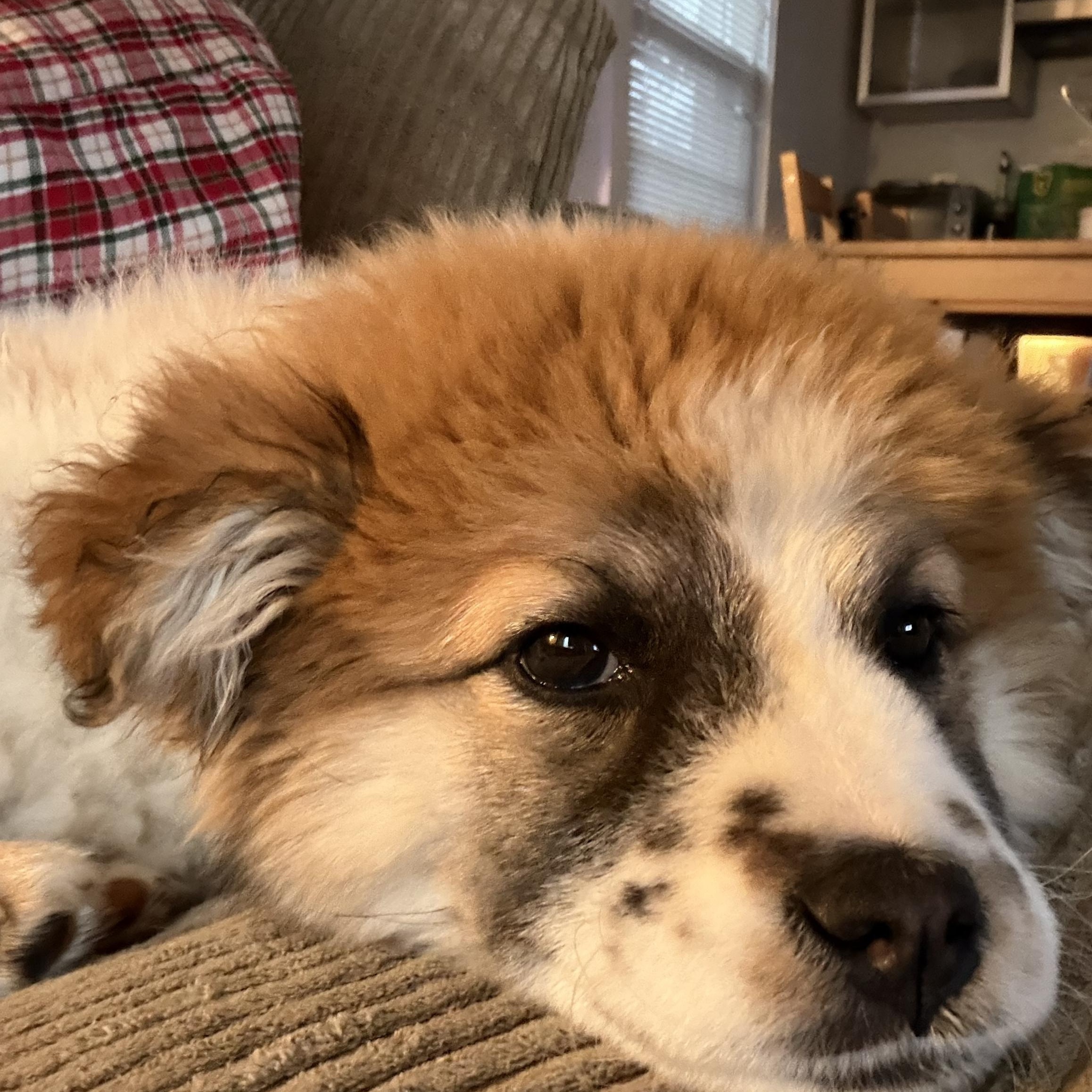 Enlarge Nova, a ADOPTABLE Mixed Breed in Charlotte, NC image 3/4