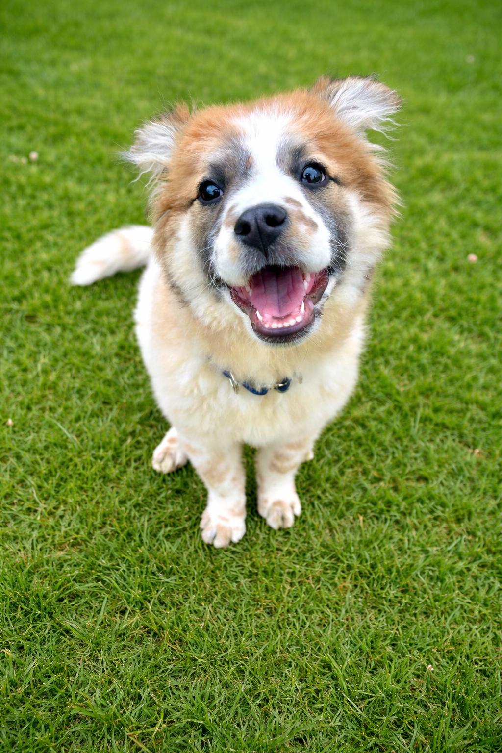 Nova, ADOPTABLE, Puppy Female Mixed Breed.