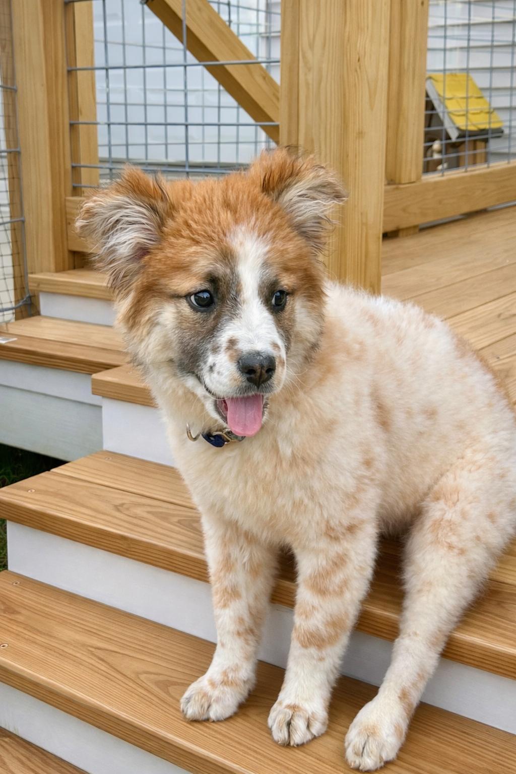 Enlarge Nova, a ADOPTABLE Mixed Breed in Charlotte, NC image 5/5