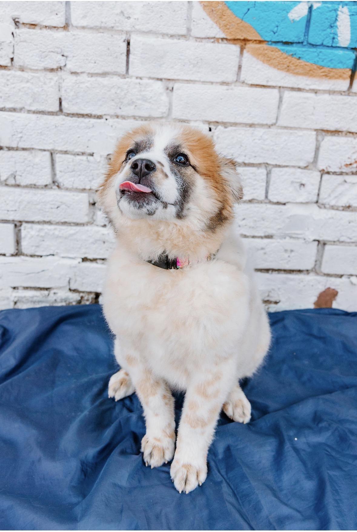 Enlarge Nova, a ADOPTABLE Mixed Breed in Charlotte, NC image 1/4