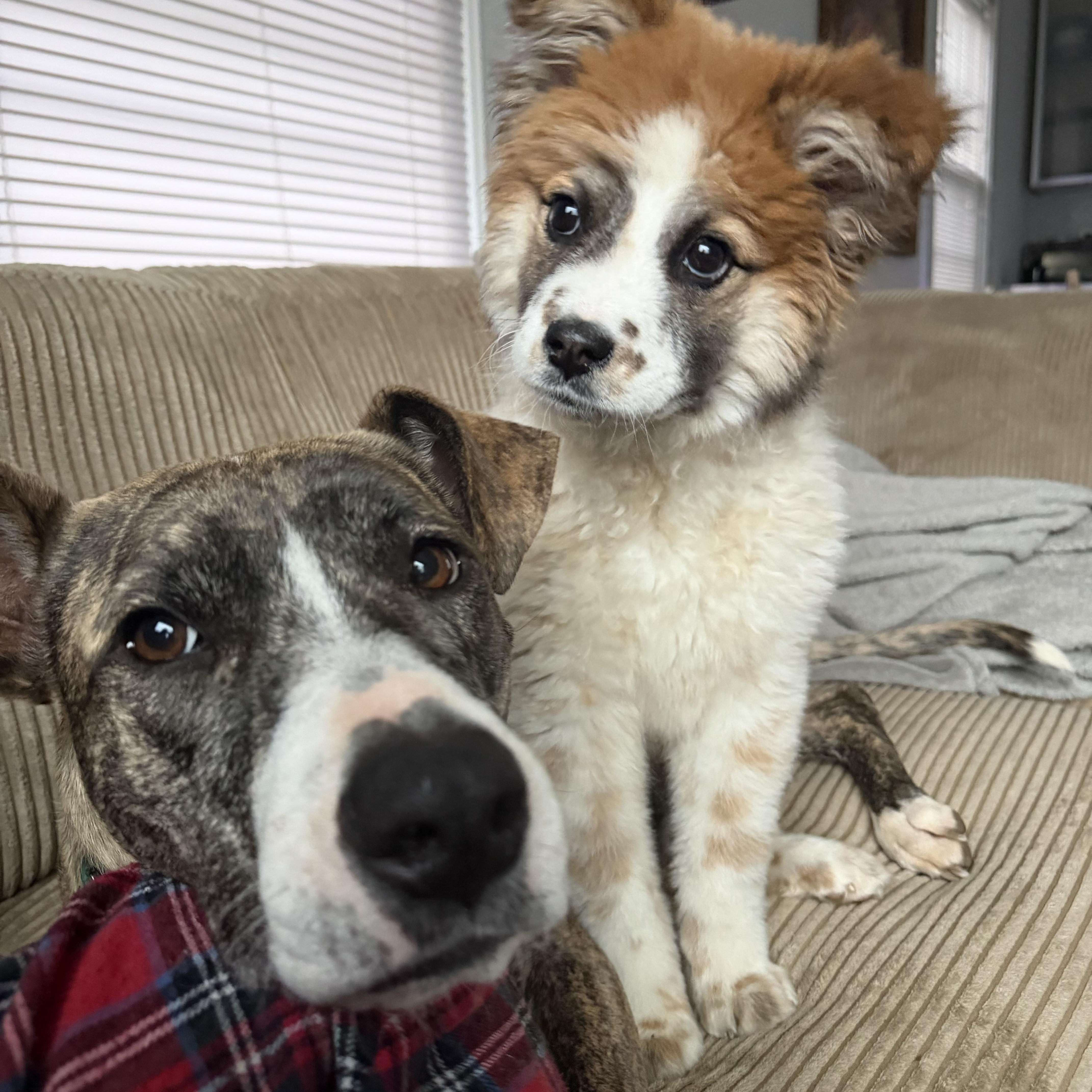 Enlarge Nova, a ADOPTABLE Mixed Breed in Charlotte, NC image 2/4