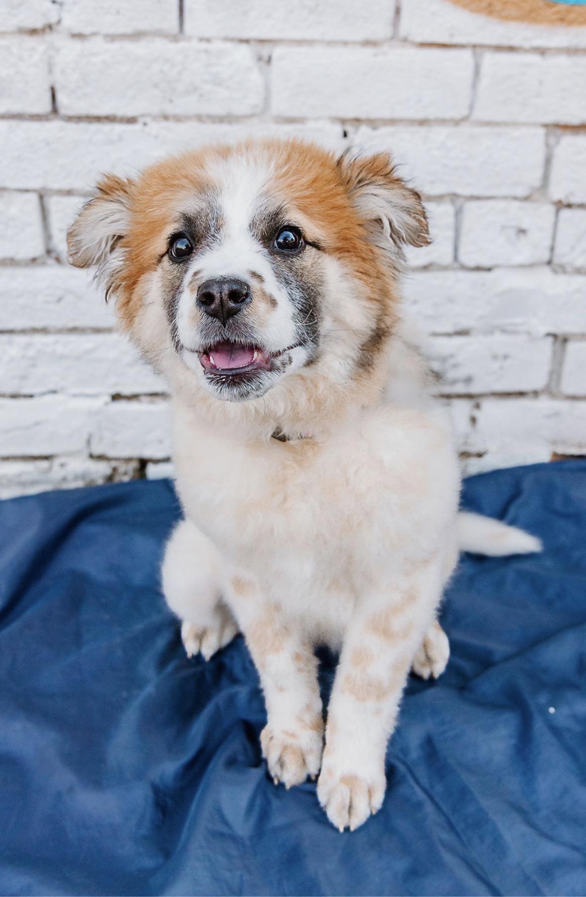 Enlarge Nova, a ADOPTABLE Mixed Breed in Charlotte, NC image 4/4