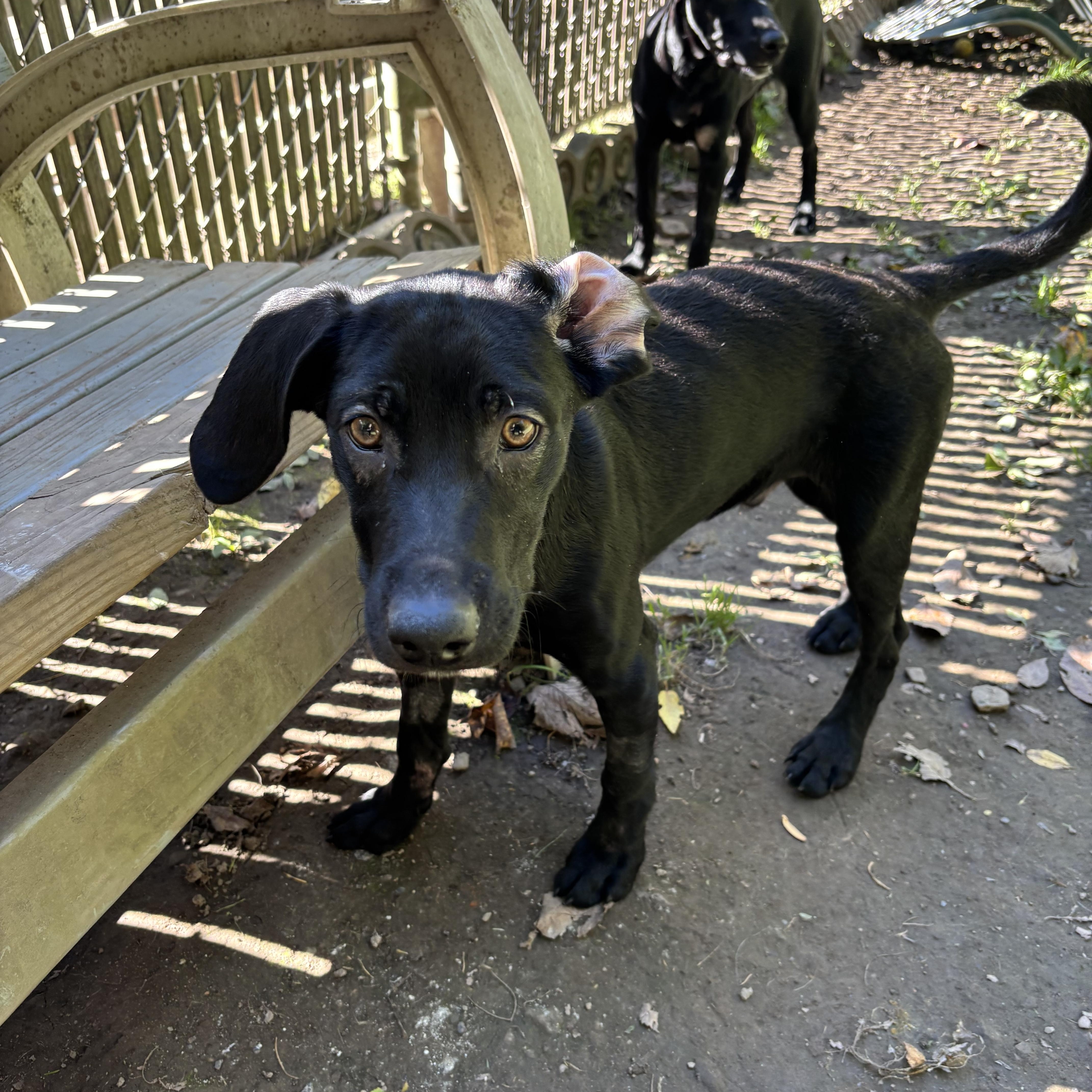 Enlarge Mystic, a Adoptable Black Labrador Retriever in White Oak, PA image 6/6