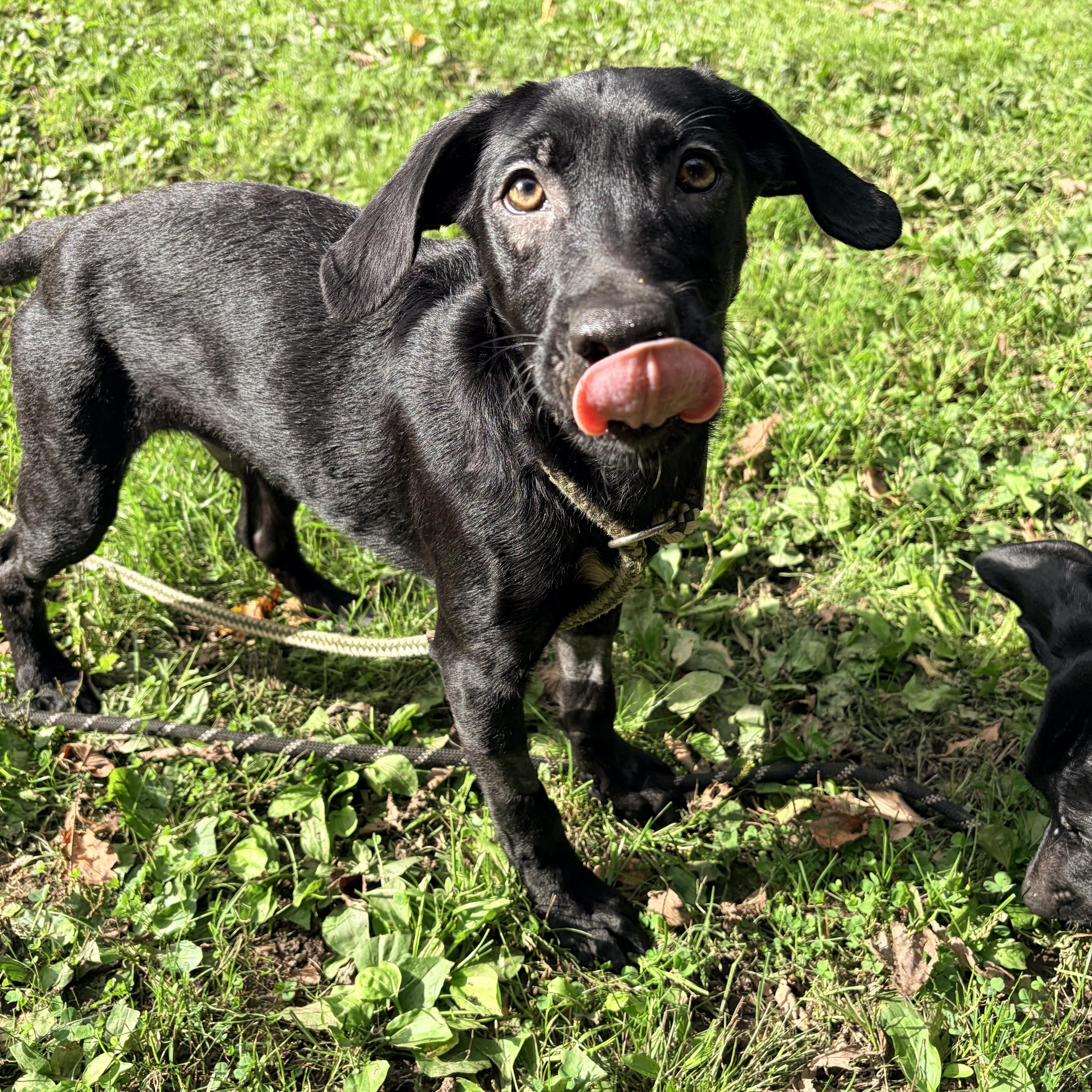 Enlarge Mystic, a Adoptable Black Labrador Retriever in White Oak, PA image 4/6