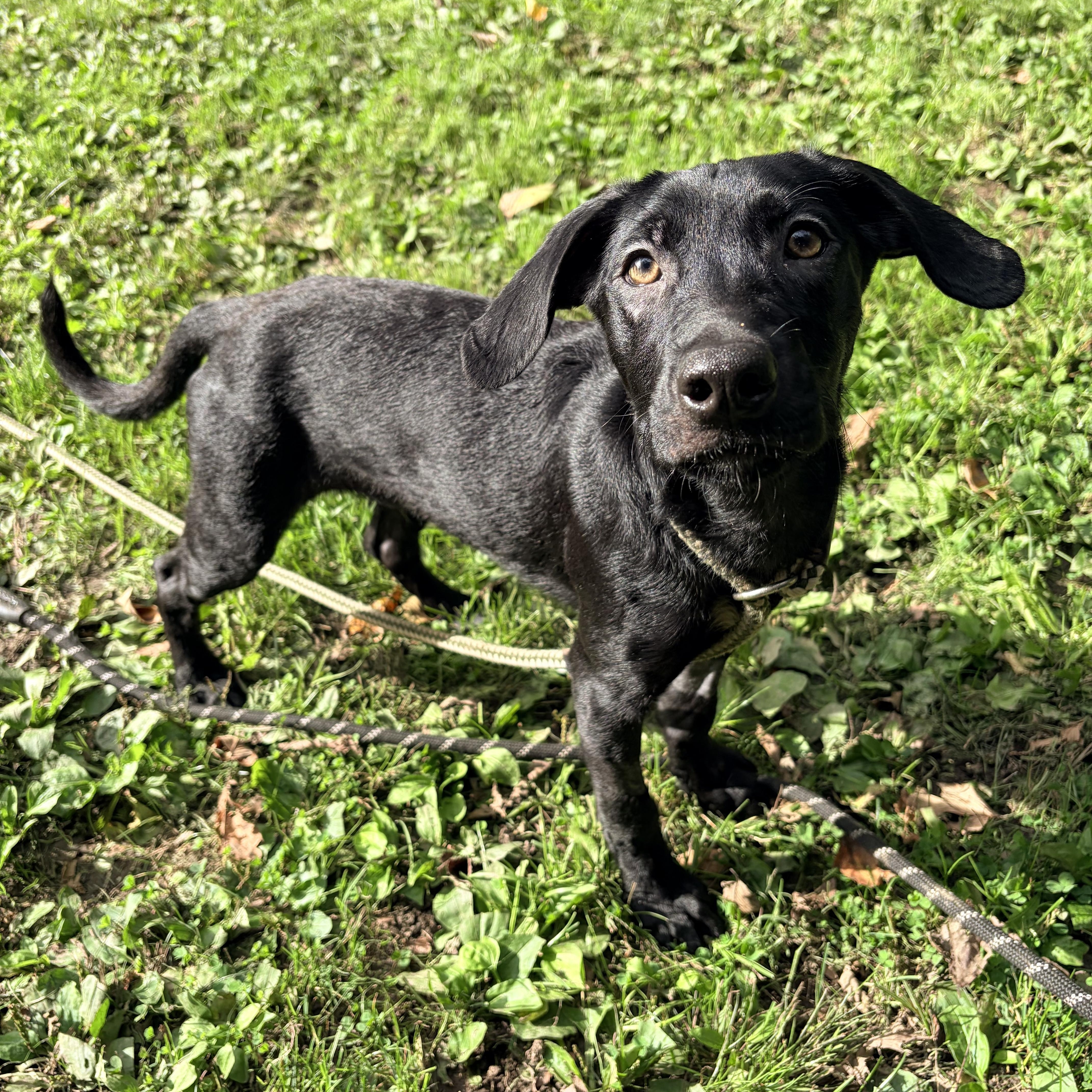 Enlarge Mystic, a Adoptable Black Labrador Retriever in White Oak, PA image 2/6