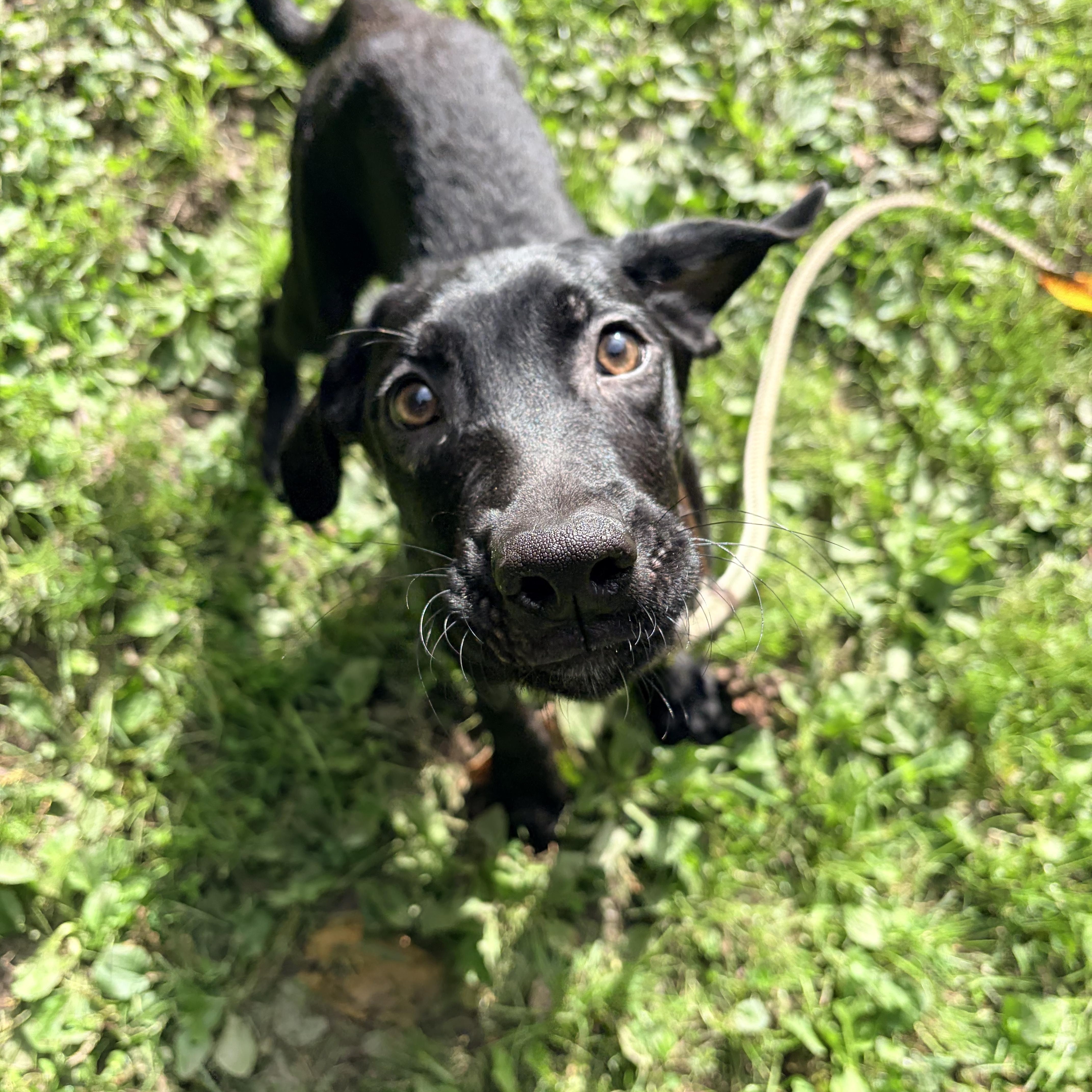 Enlarge Mystic, a Adoptable Black Labrador Retriever in White Oak, PA image 5/6