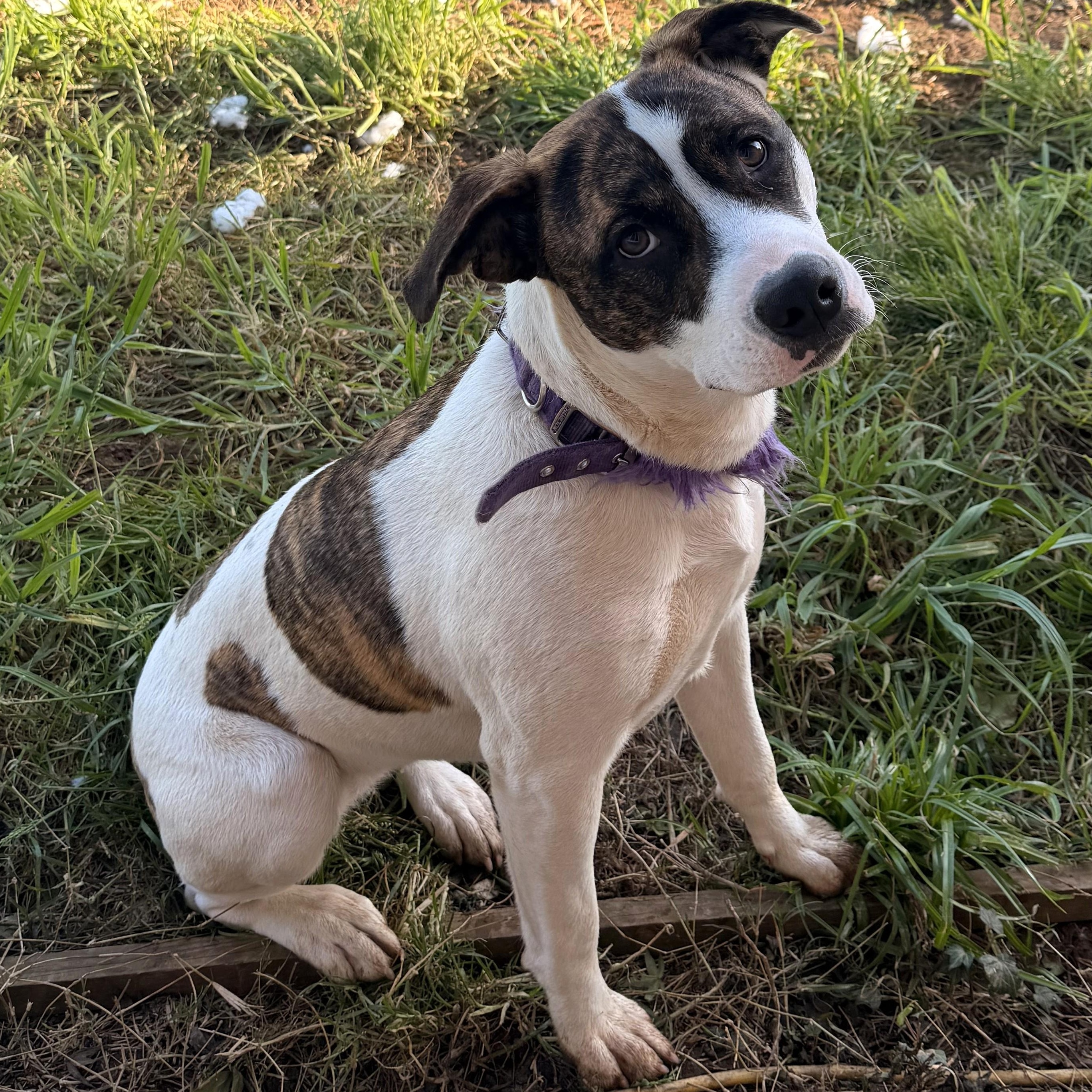 Locket (happy and friendly), Adoptable, Young Female Pit Bull Terrier.
