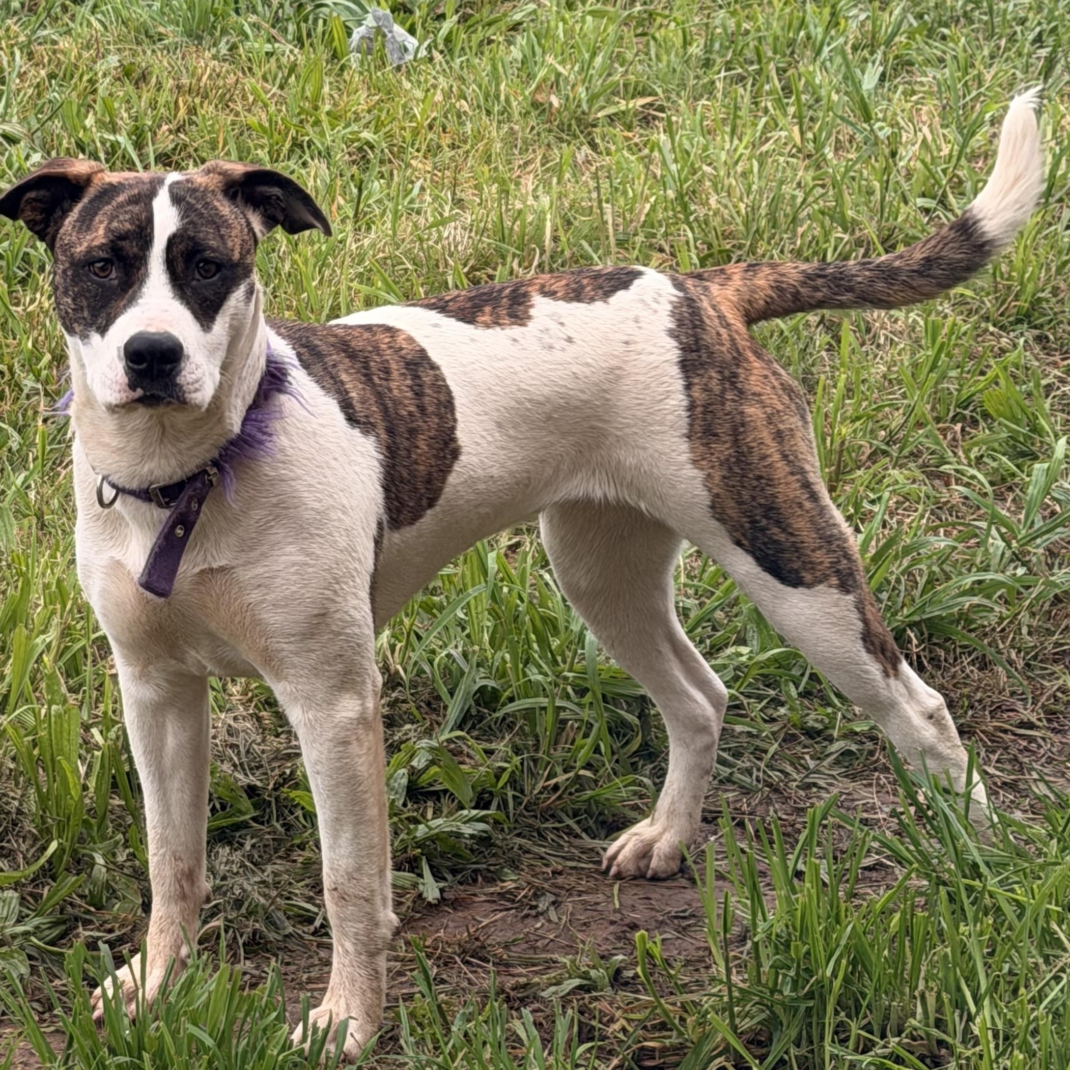 Enlarge Locket (happy and friendly), a Adoptable mixed breed in Cottonwood, CA image 2/3
