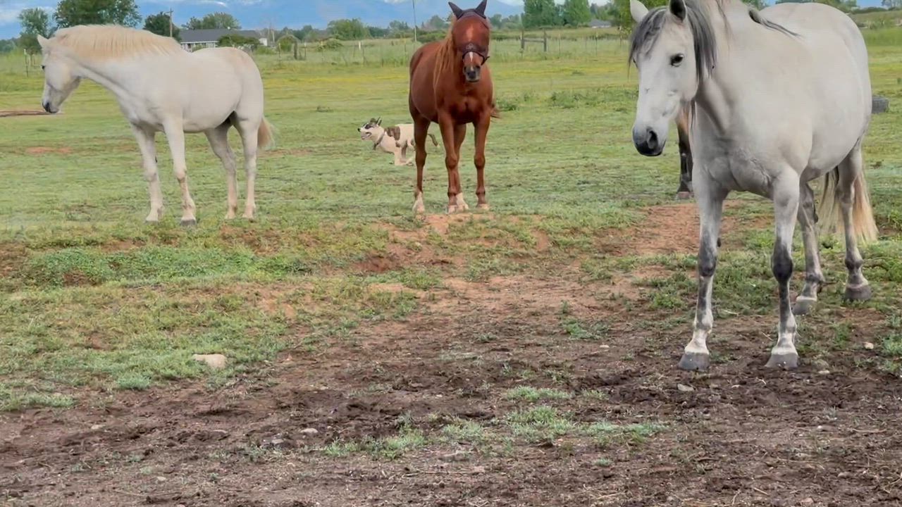 Enlarge Locket (happy and friendly), a Adoptable mixed breed in Cottonwood, CA video 3/3