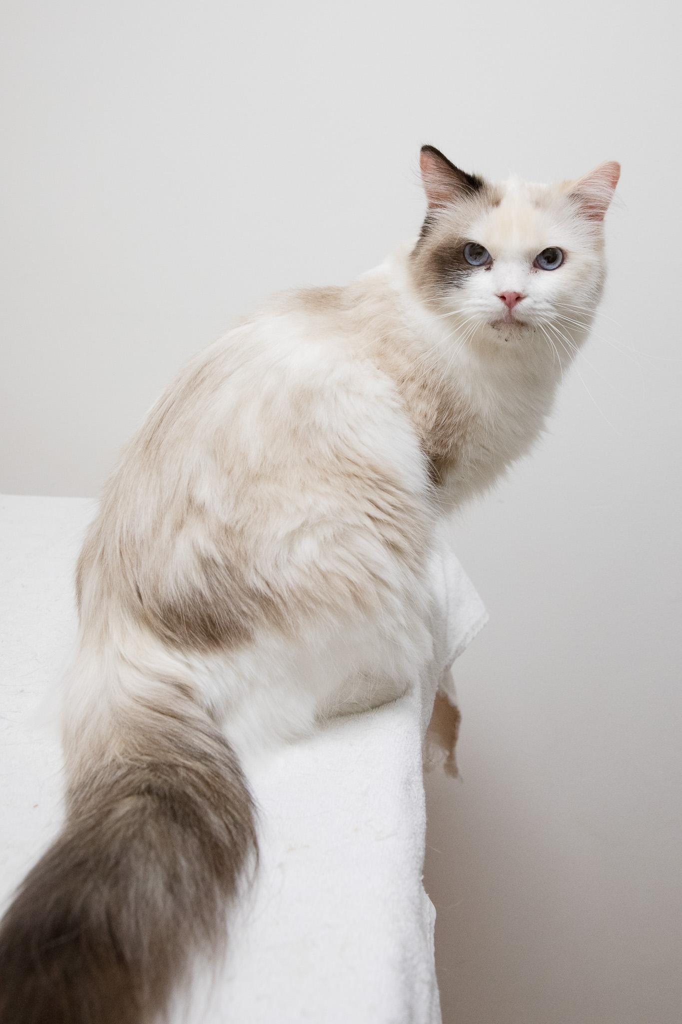 Sapphire, an adopted Ragdoll in Montclair, NJ image 2/6