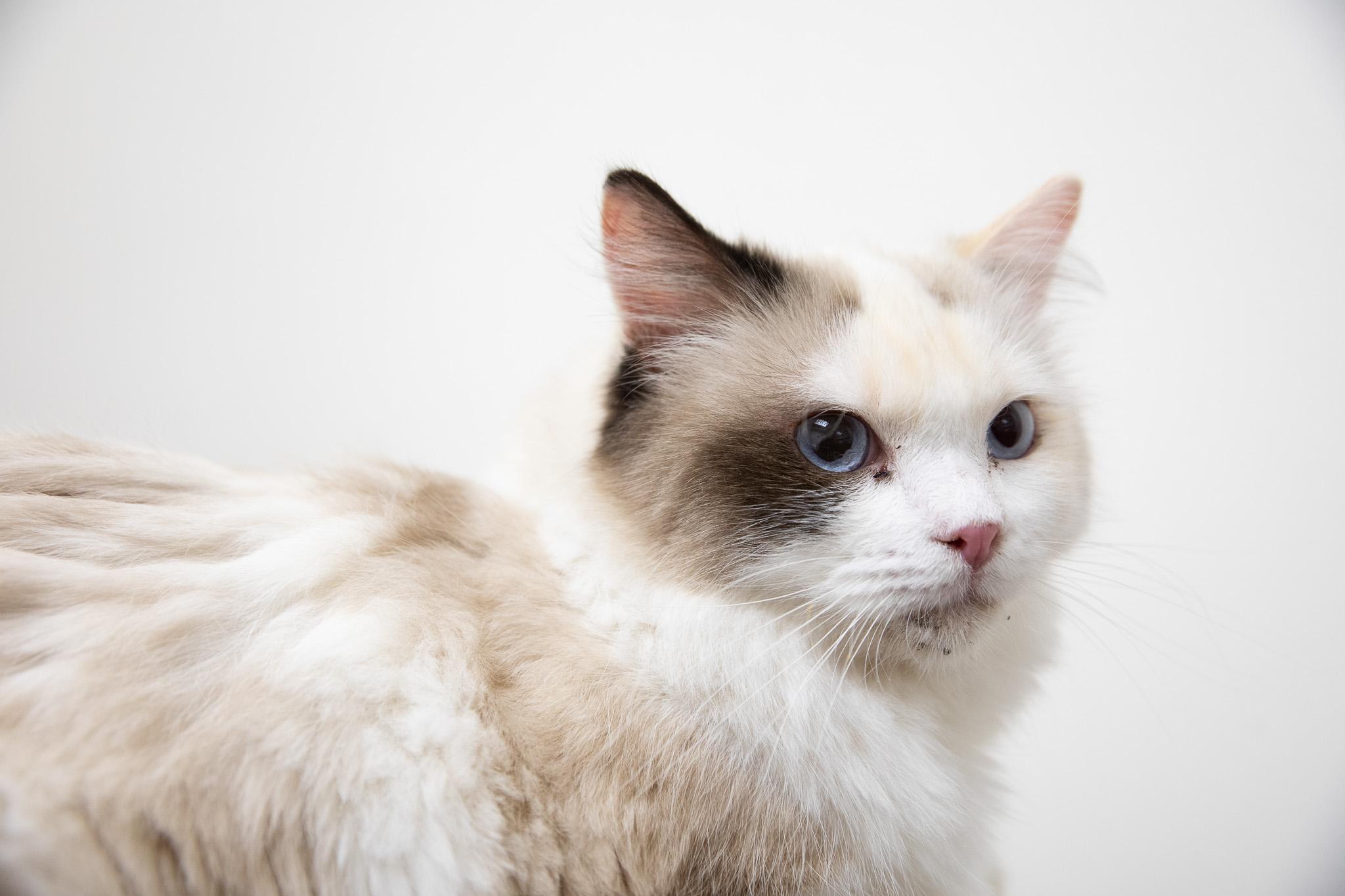Sapphire, an adopted Ragdoll in Montclair, NJ image 6/6