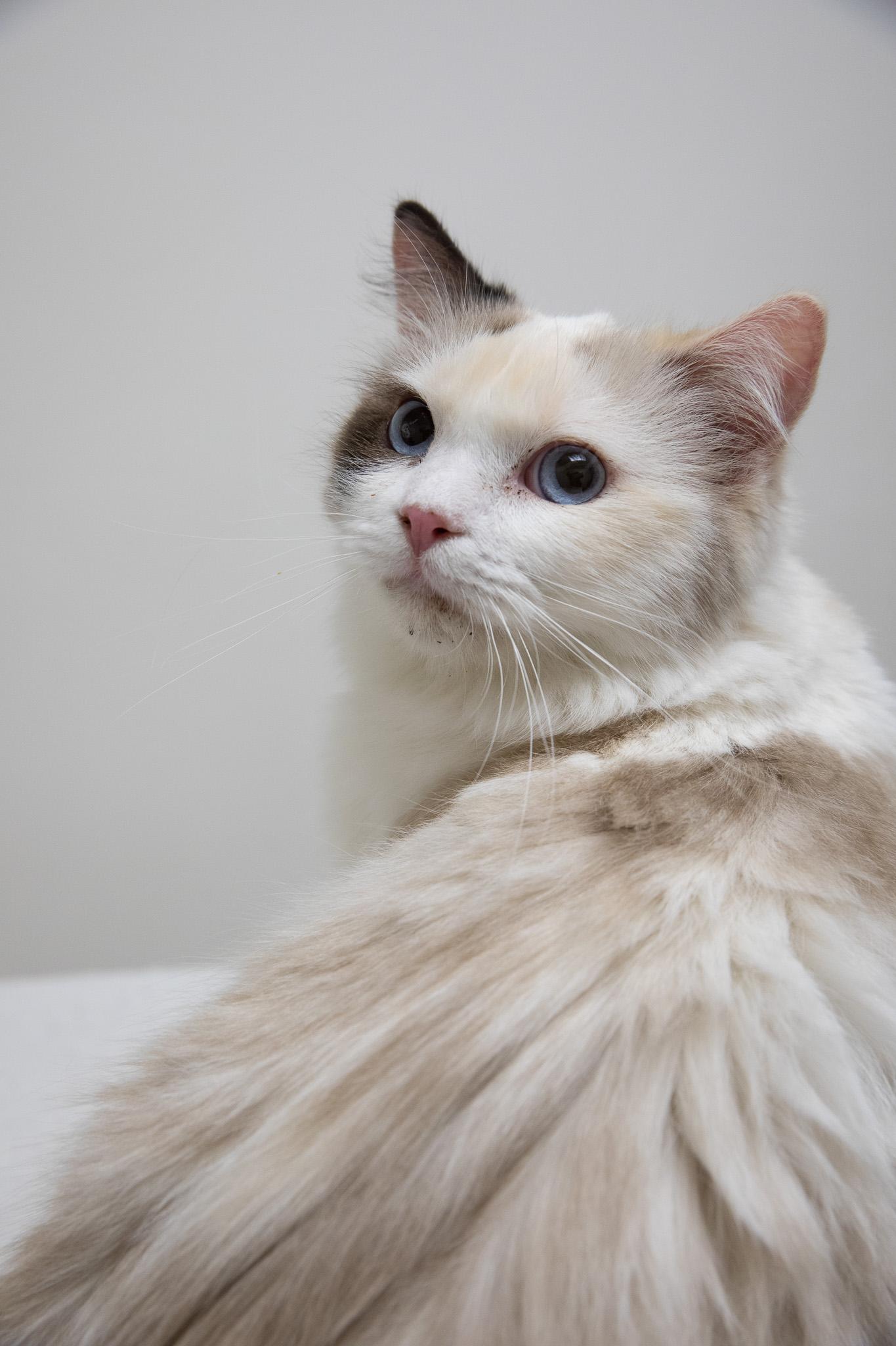 Sapphire, an adopted Ragdoll in Montclair, NJ image 4/6