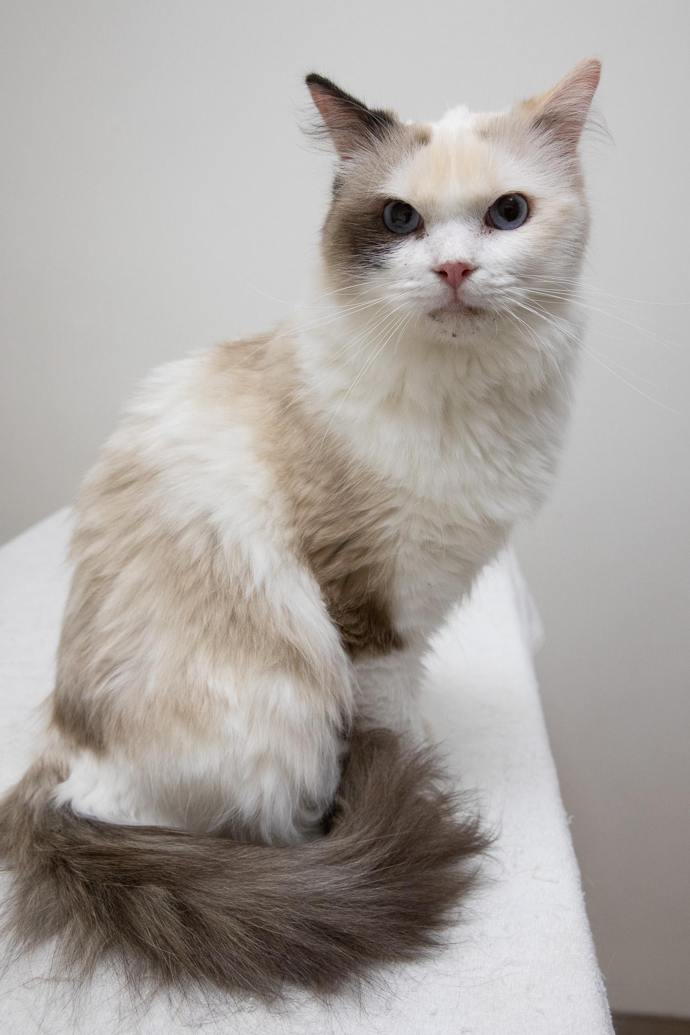 Sapphire, an adopted Ragdoll in Montclair, NJ image 5/6
