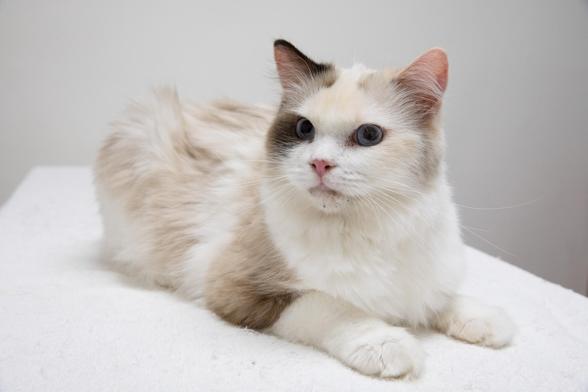 Sapphire, an adopted Ragdoll in Montclair, NJ image 3/6