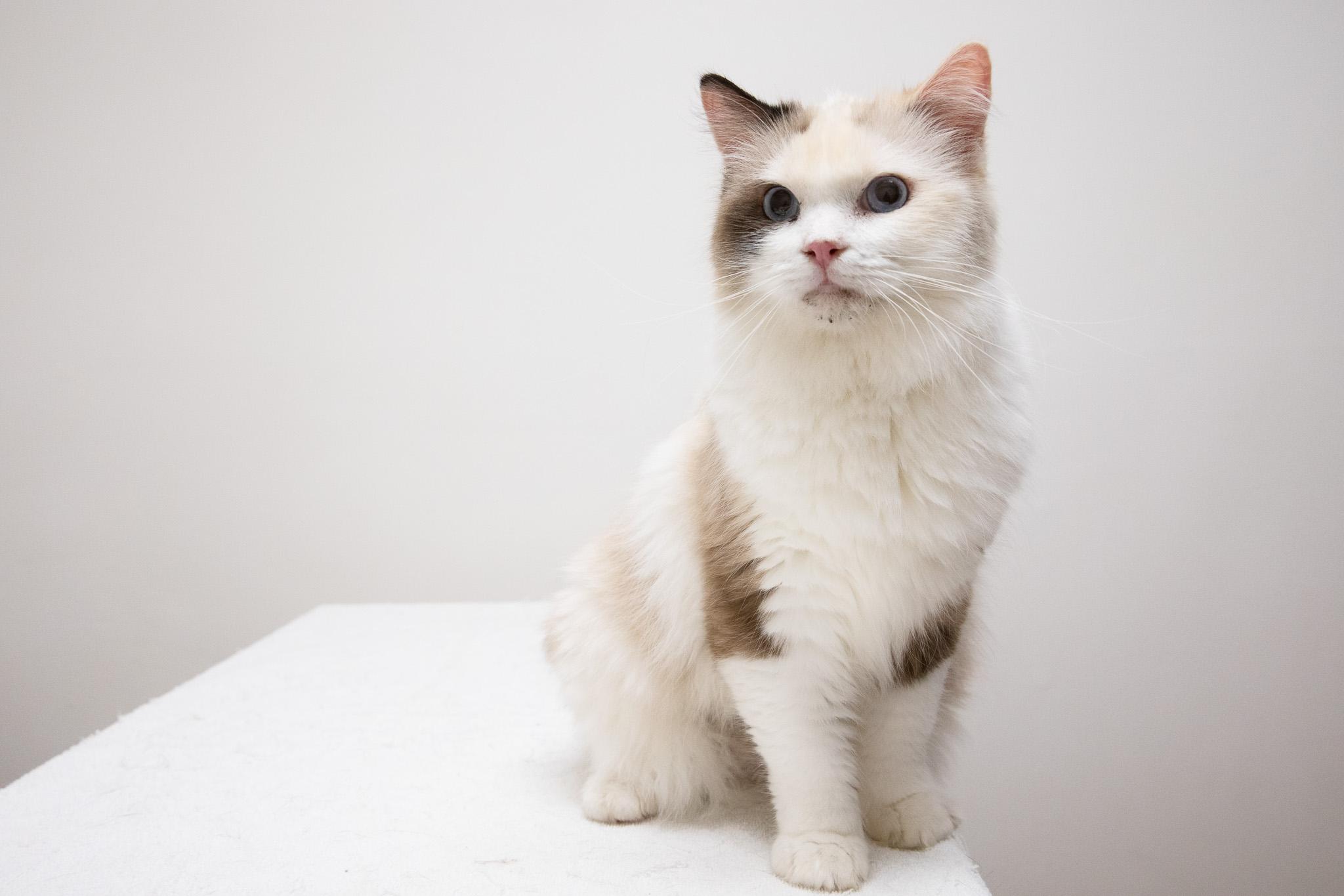 Sapphire, adopted, Adult Female Ragdoll.