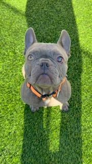 Enlarge Boone, a Adopted French Bulldog in Mesa, AZ image 1/6
