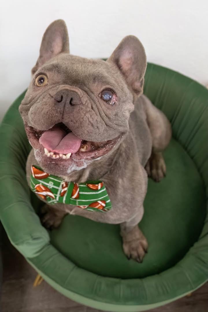 Enlarge Boone, a Adopted French Bulldog in Mesa, AZ image 2/6