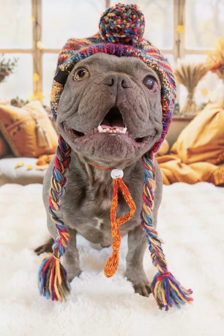 Enlarge Boone, a Adopted French Bulldog in Mesa, AZ image 4/6