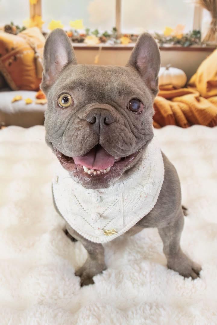 Enlarge Boone, a Adopted French Bulldog in Mesa, AZ image 5/6