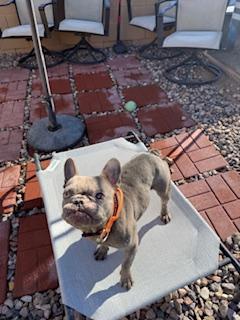 Enlarge Boone, a Adopted French Bulldog in Mesa, AZ image 6/6