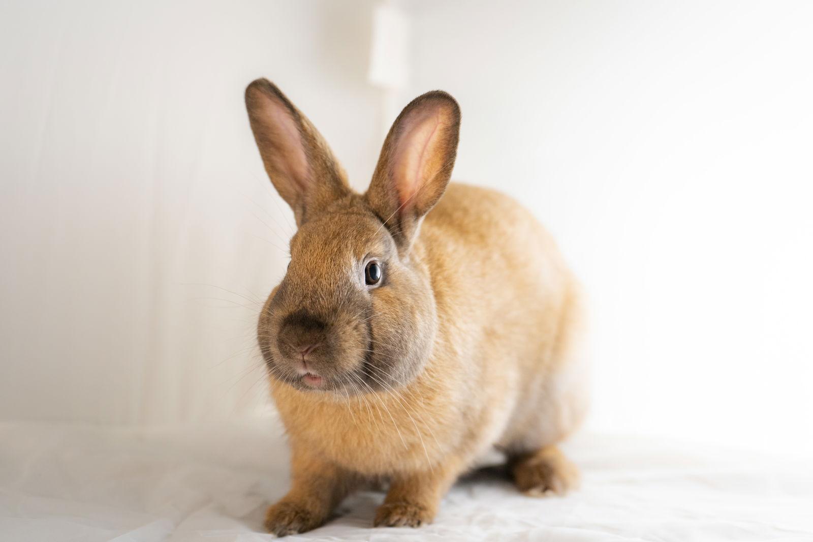 Rumlow, Adopted, Young Male Bunny Rabbit & American.