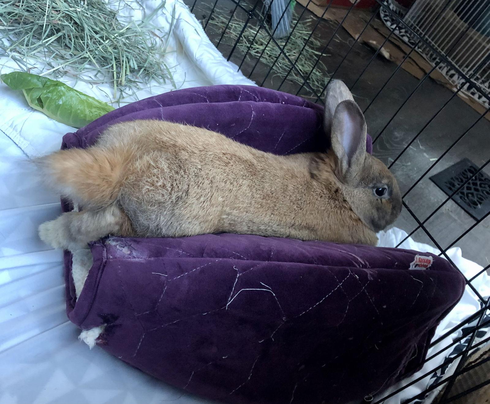 Enlarge Rumlow, a Adopted mixed breed in Milwaukie, OR image 2/3