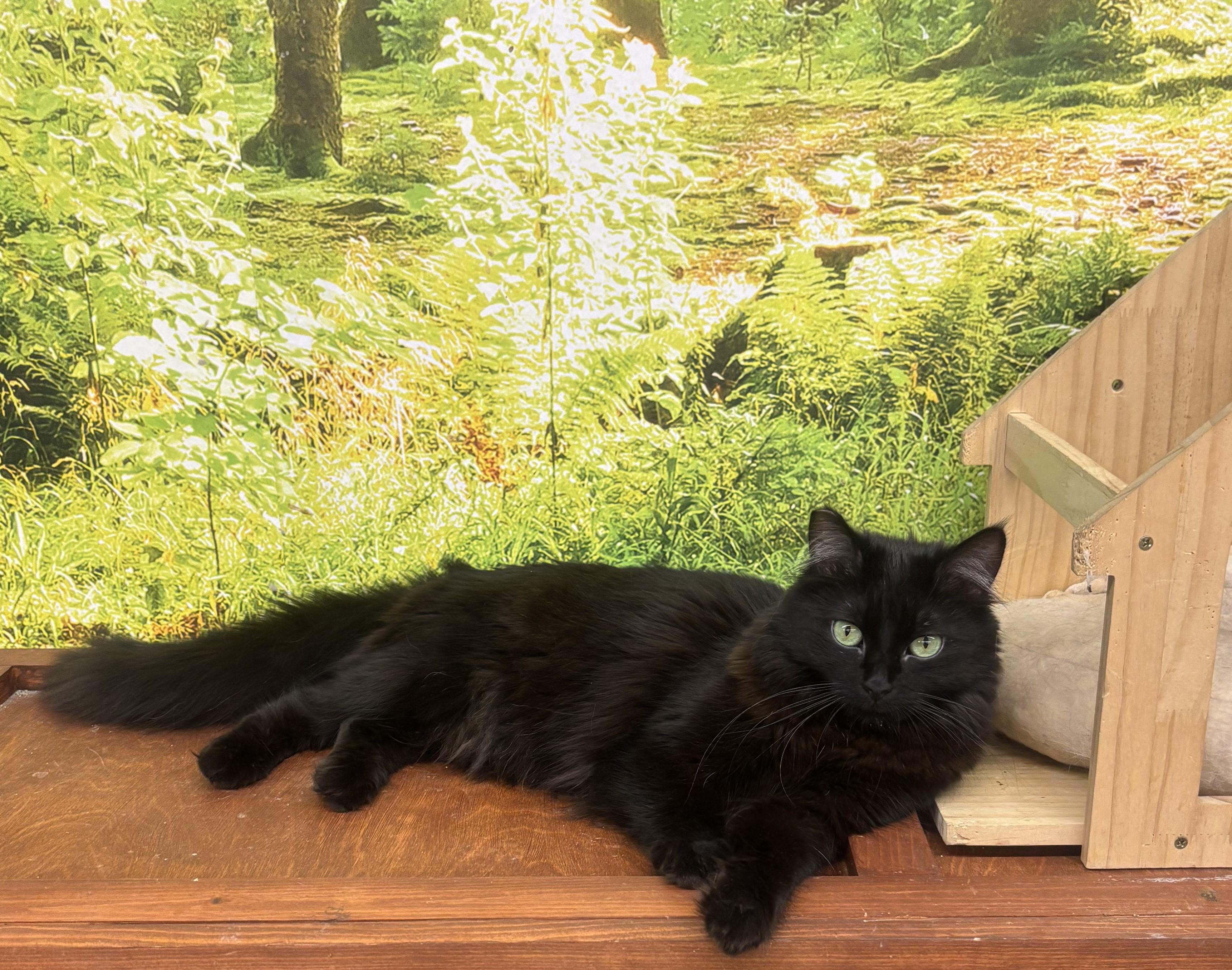 Miss Elly, Adoptable, Young Female Domestic Medium Hair.