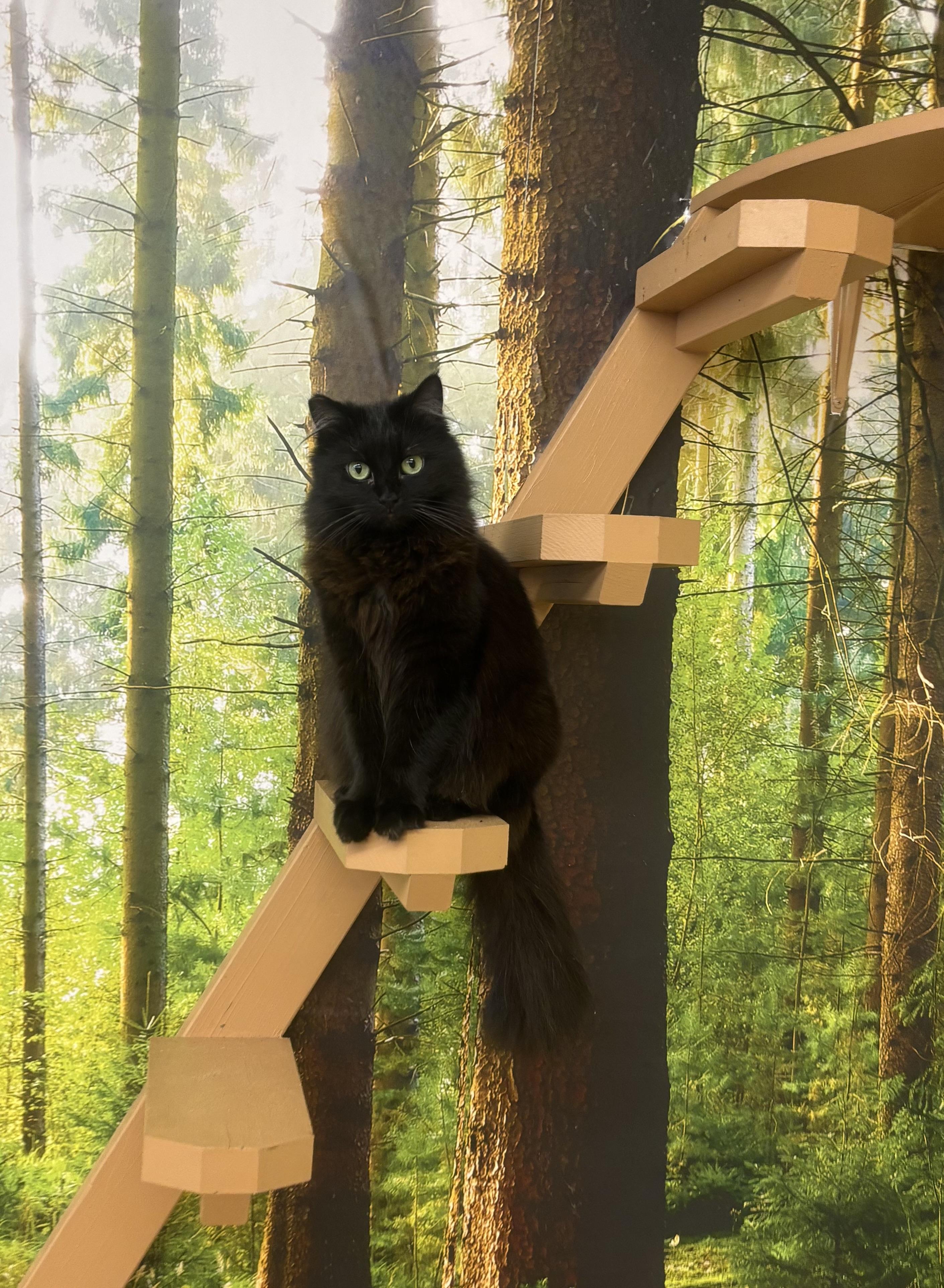 Miss Elly, Adoptable, Adult Female Domestic Medium Hair.