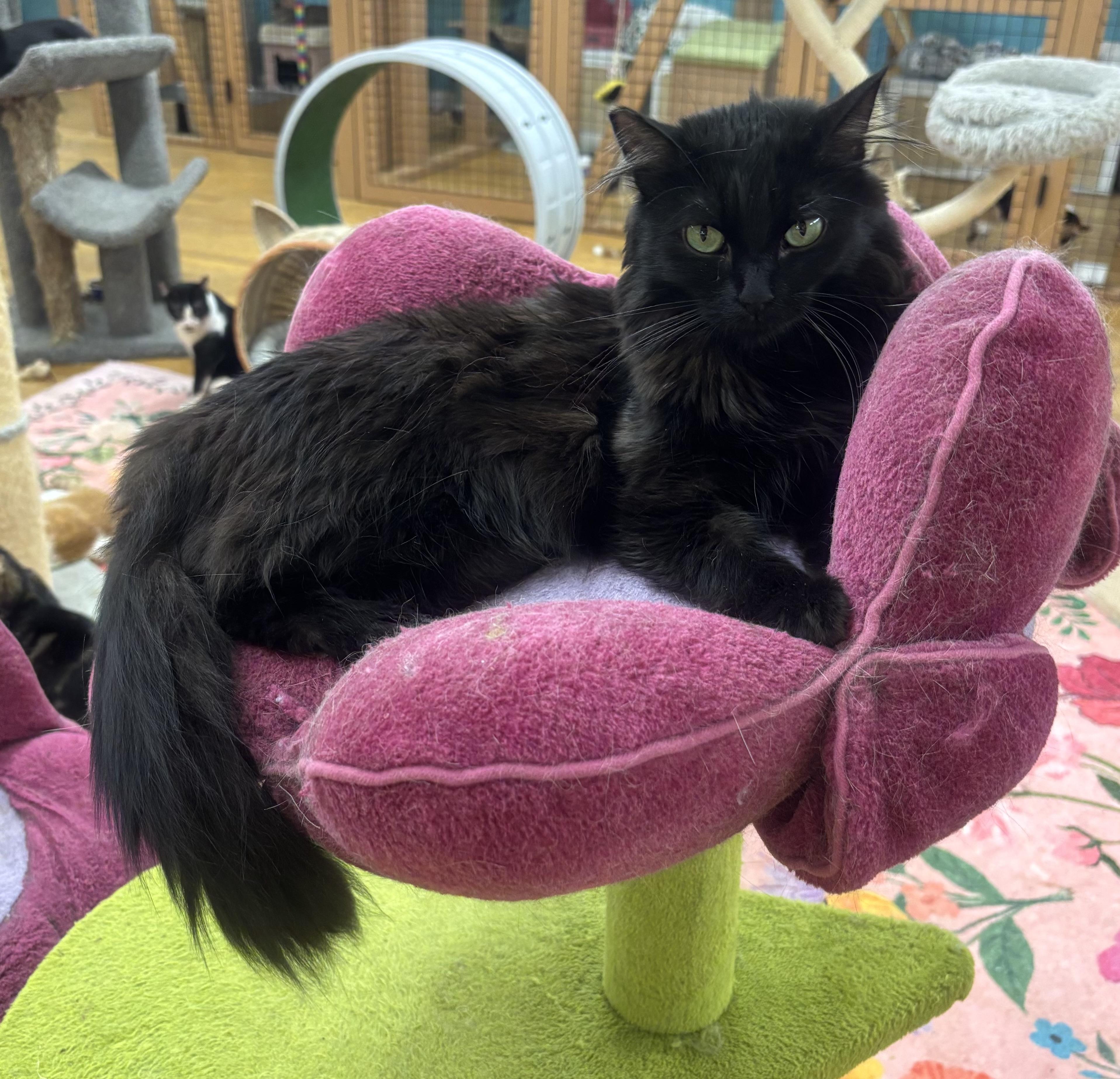 Enlarge Miss Elly, a Adoptable Domestic Medium Hair in Whittier, CA image 2/6