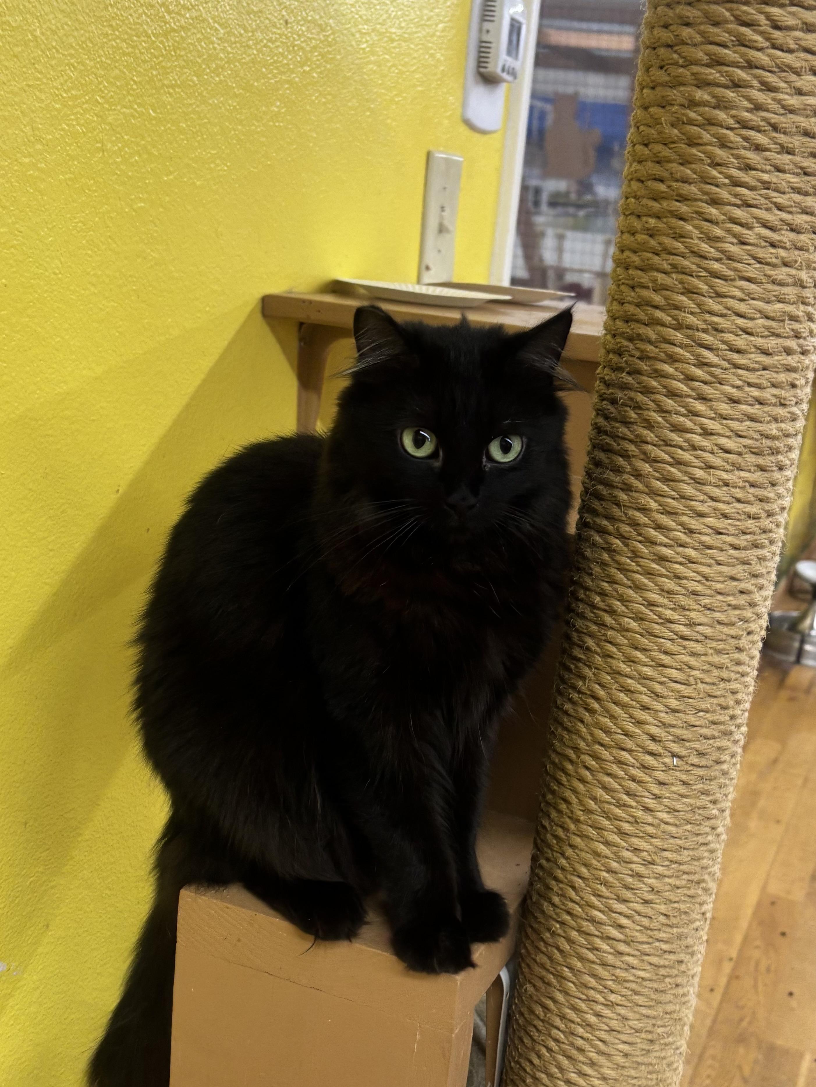 Enlarge Miss Elly, a Adoptable Domestic Medium Hair in Whittier, CA image 3/6