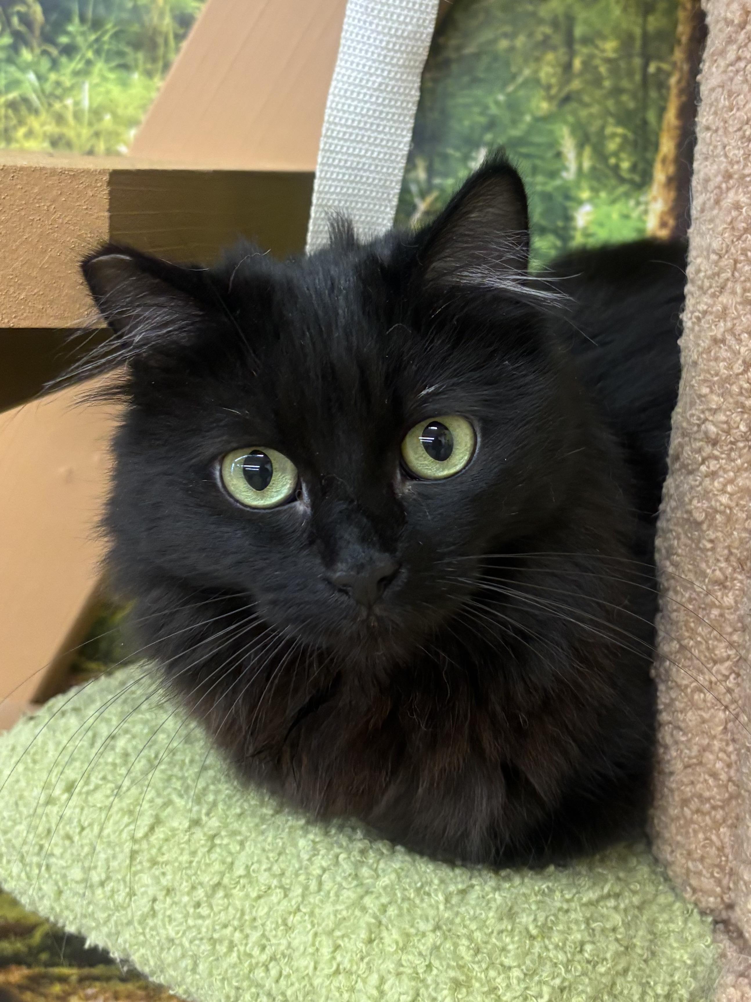 Enlarge Miss Elly, a Adoptable Domestic Medium Hair in Whittier, CA image 4/6