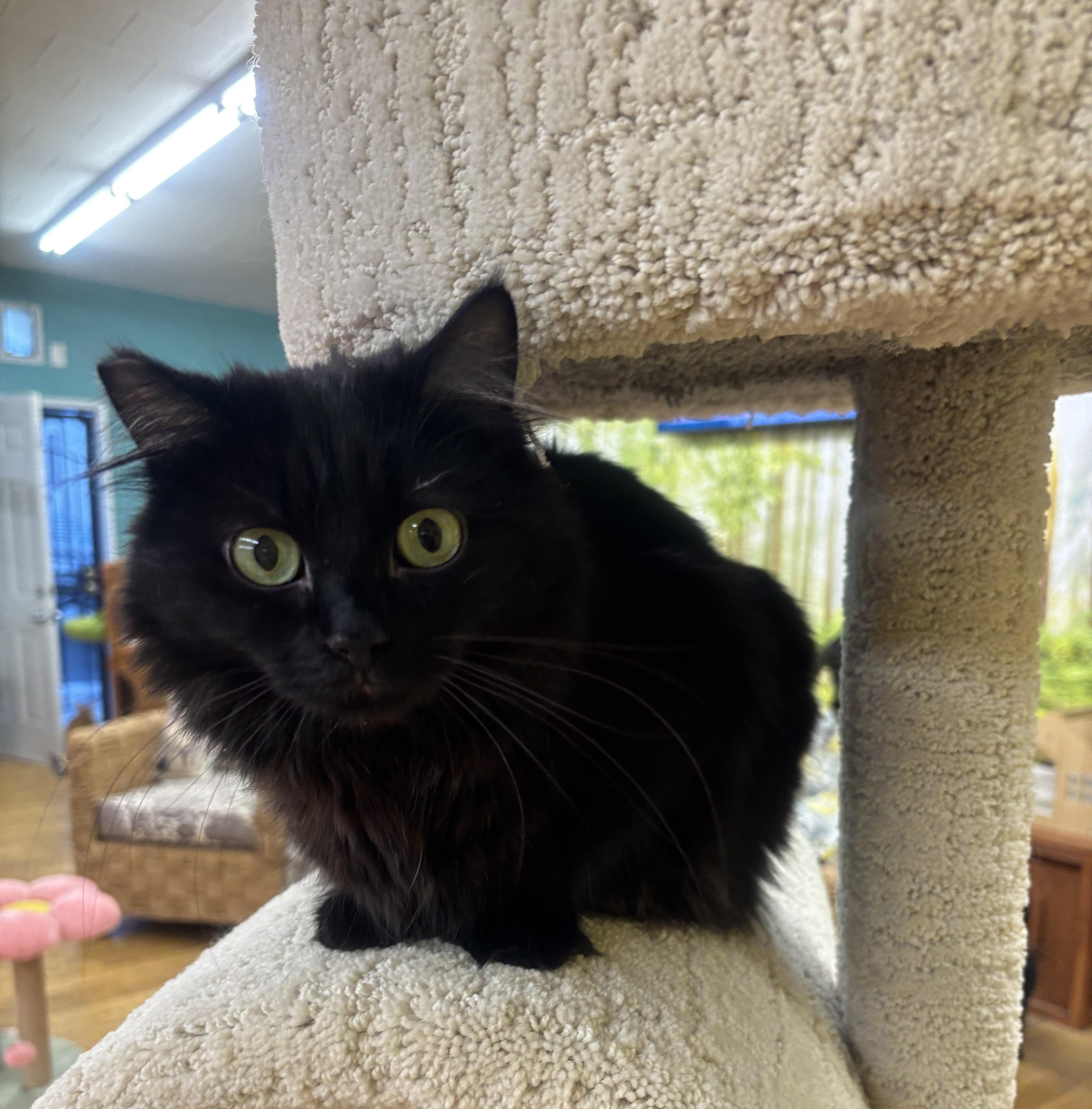 Enlarge Miss Elly, a Adoptable Domestic Medium Hair in Whittier, CA image 5/6