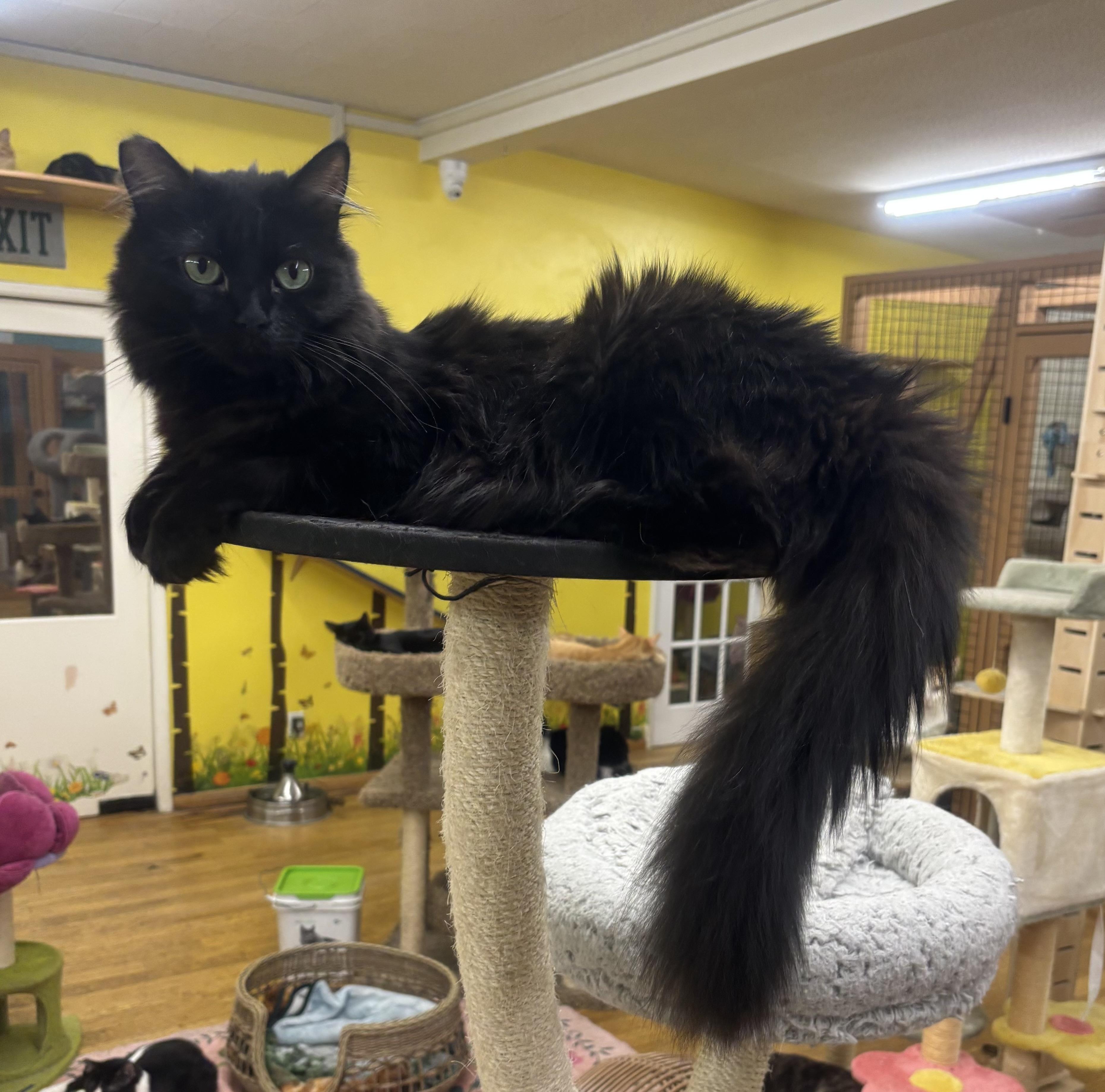 Enlarge Miss Elly, a Adoptable Domestic Medium Hair in Whittier, CA image 6/6