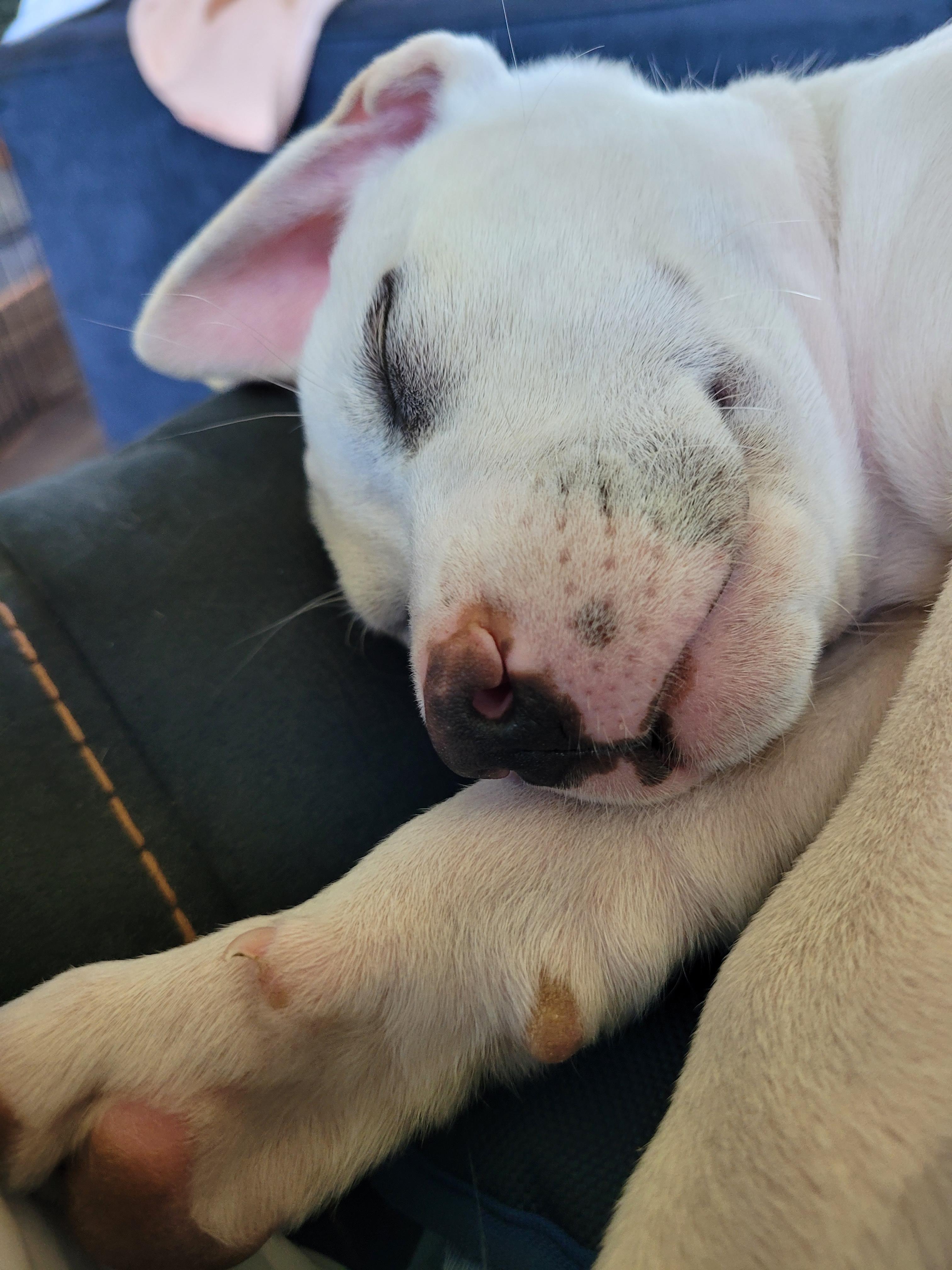 Enlarge Winnie, an adopted mixed breed in Byron, IL image 6/6