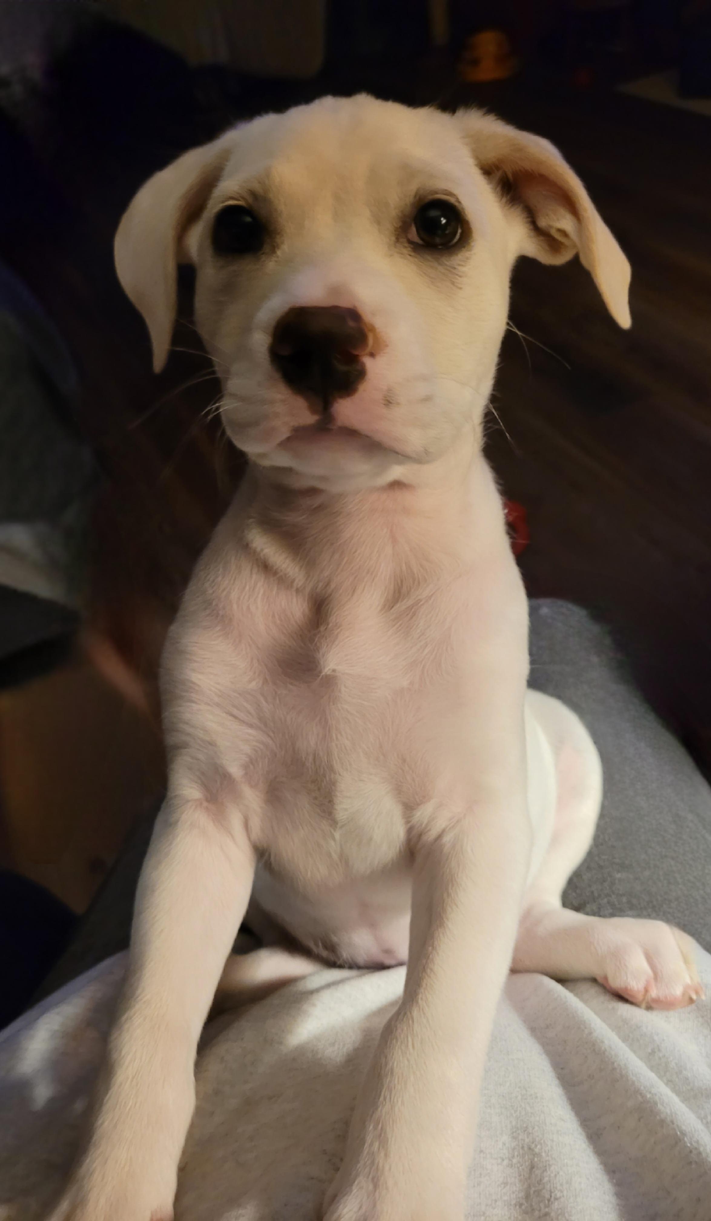 Winnie, ADOPTABLE, Puppy Female Labrador Retriever.
