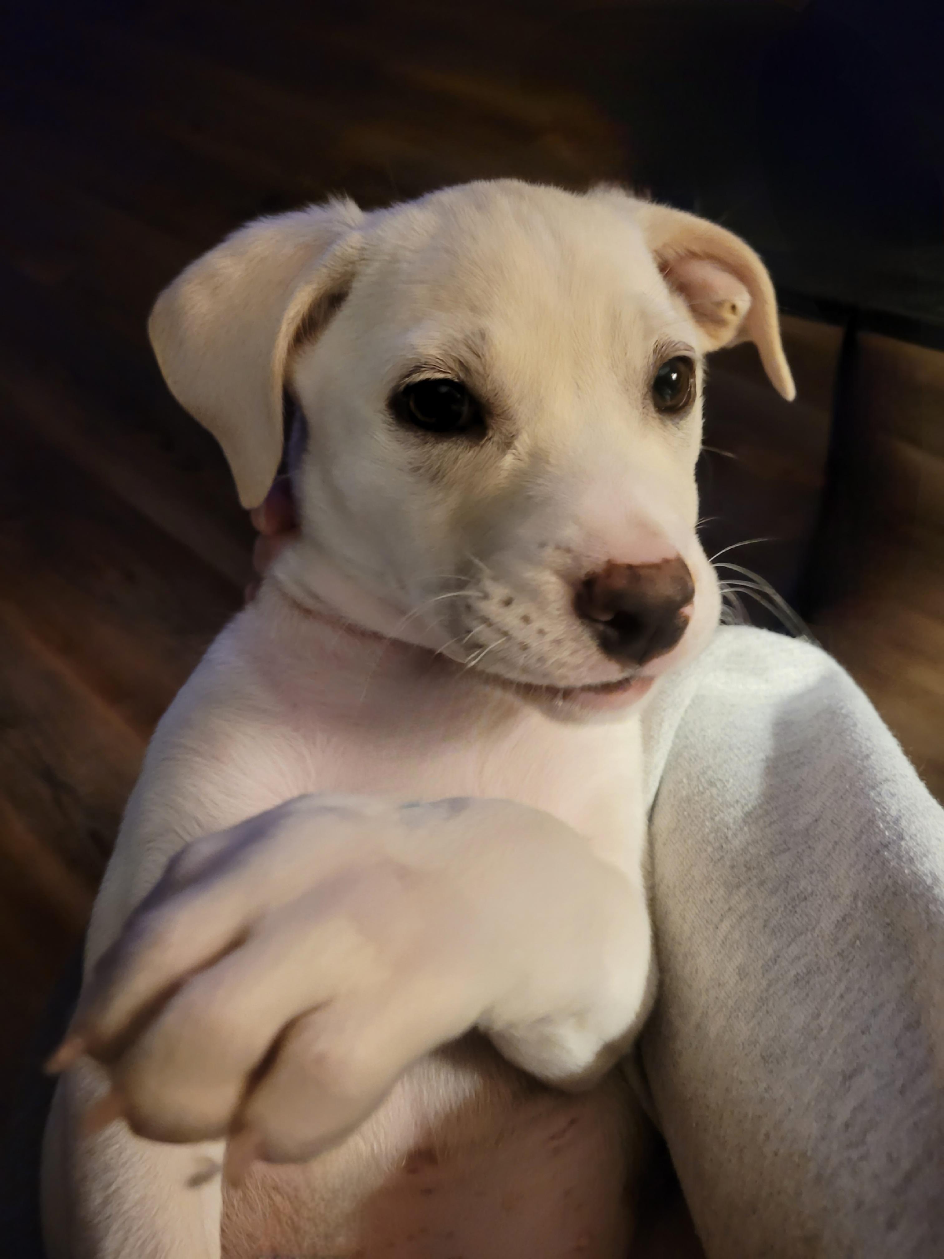 Enlarge Winnie, a ADOPTABLE mixed breed in Byron, IL image 5/5