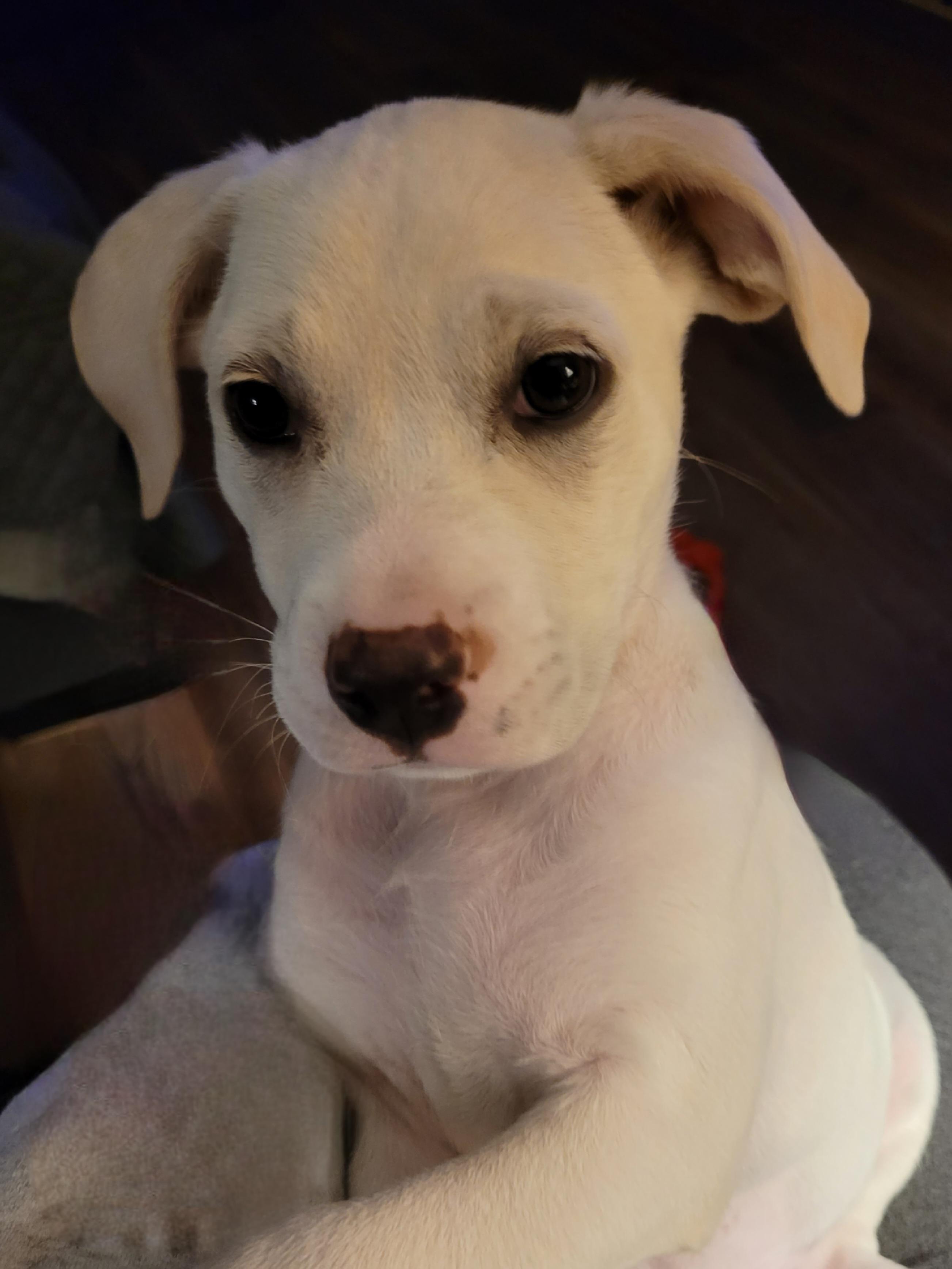 Enlarge Winnie, a ADOPTABLE mixed breed in Byron, IL image 4/5