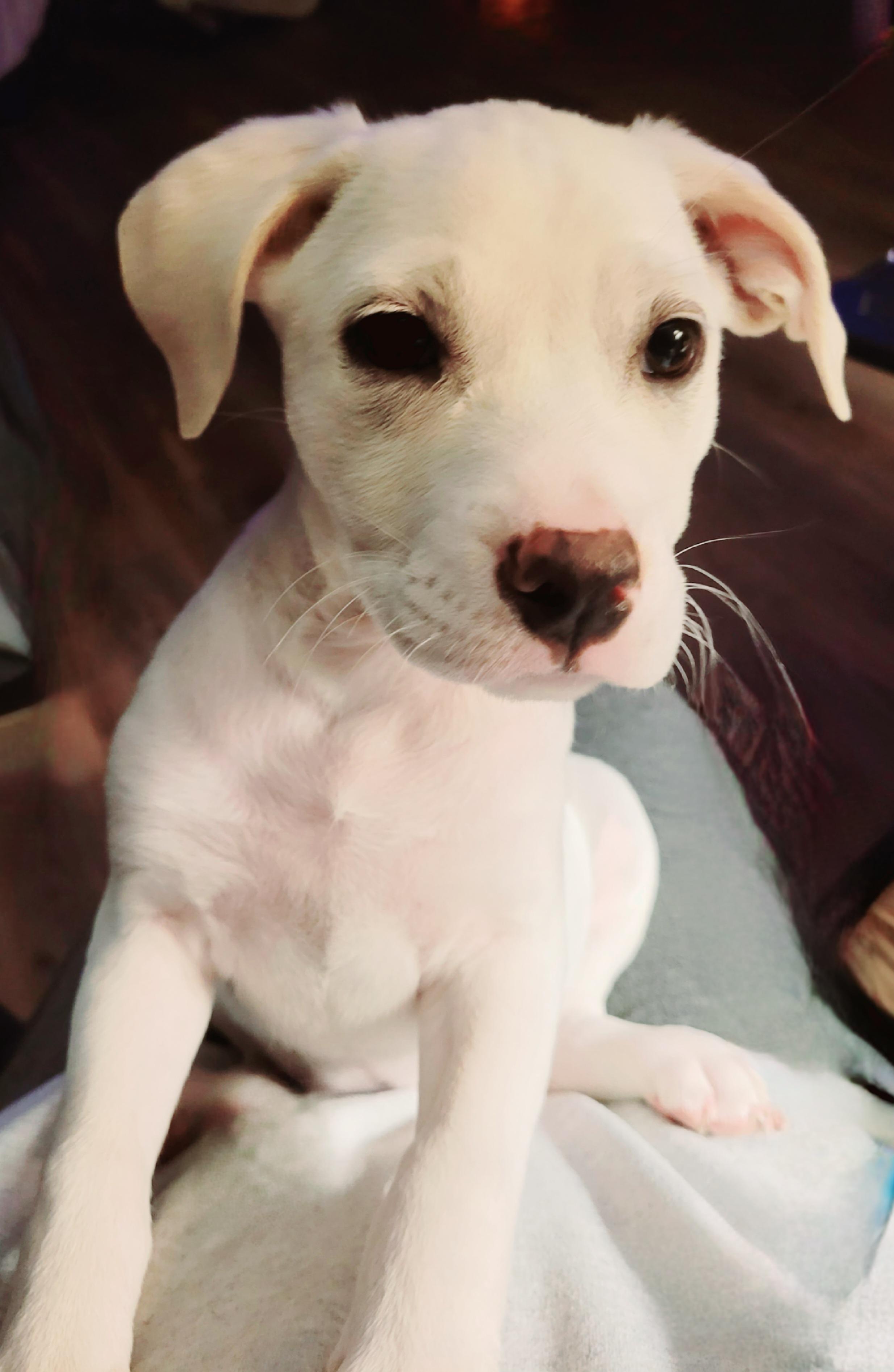 Enlarge Winnie, a ADOPTABLE mixed breed in Byron, IL image 2/5