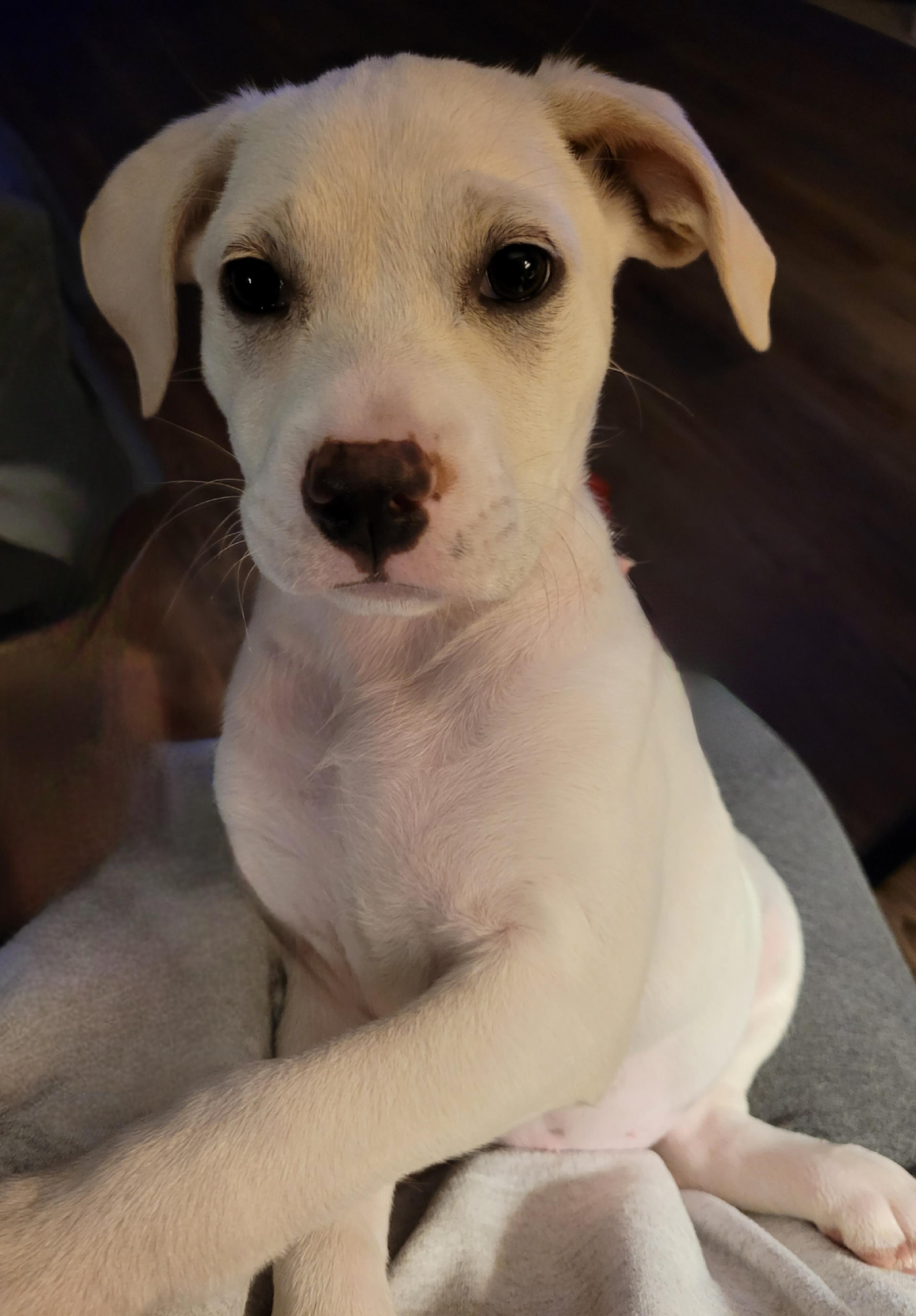 Enlarge Winnie, a ADOPTABLE mixed breed in Byron, IL image 3/5